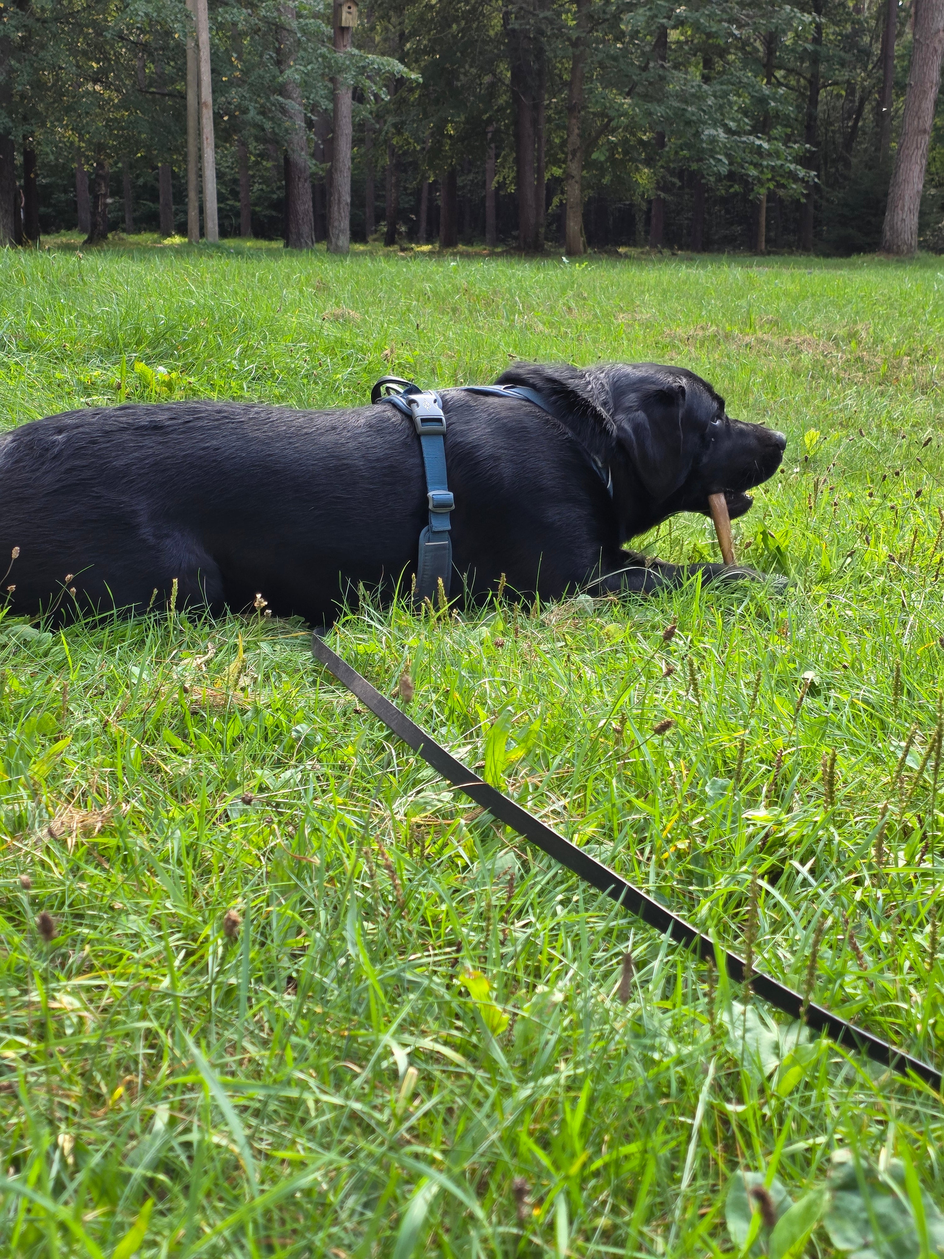 Džiovintas jaučio penis, 20 cm ilgio, 5 vnt