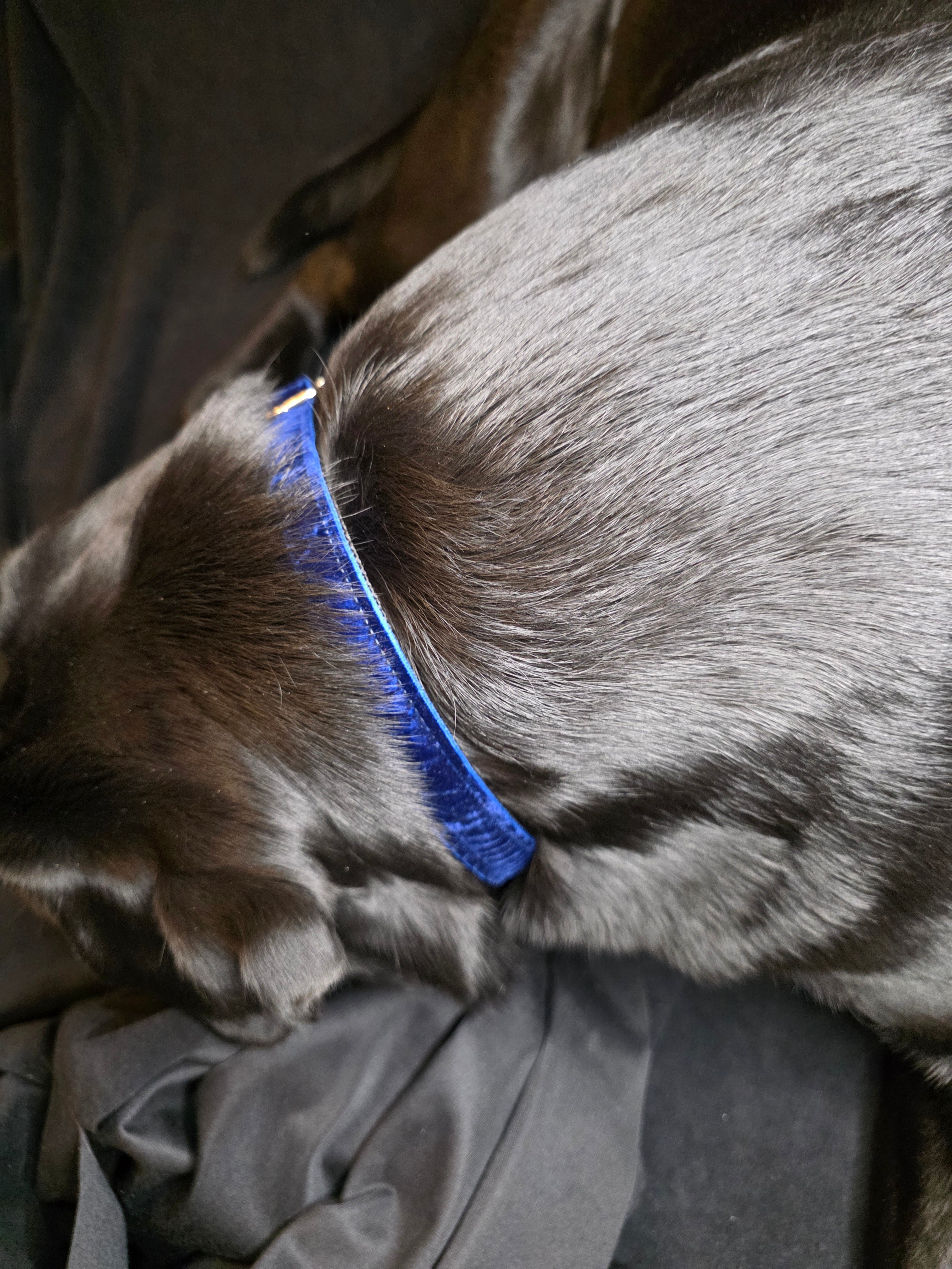 Reguliuojamas antkaklis, apsiūtas veliūru, mėlynas