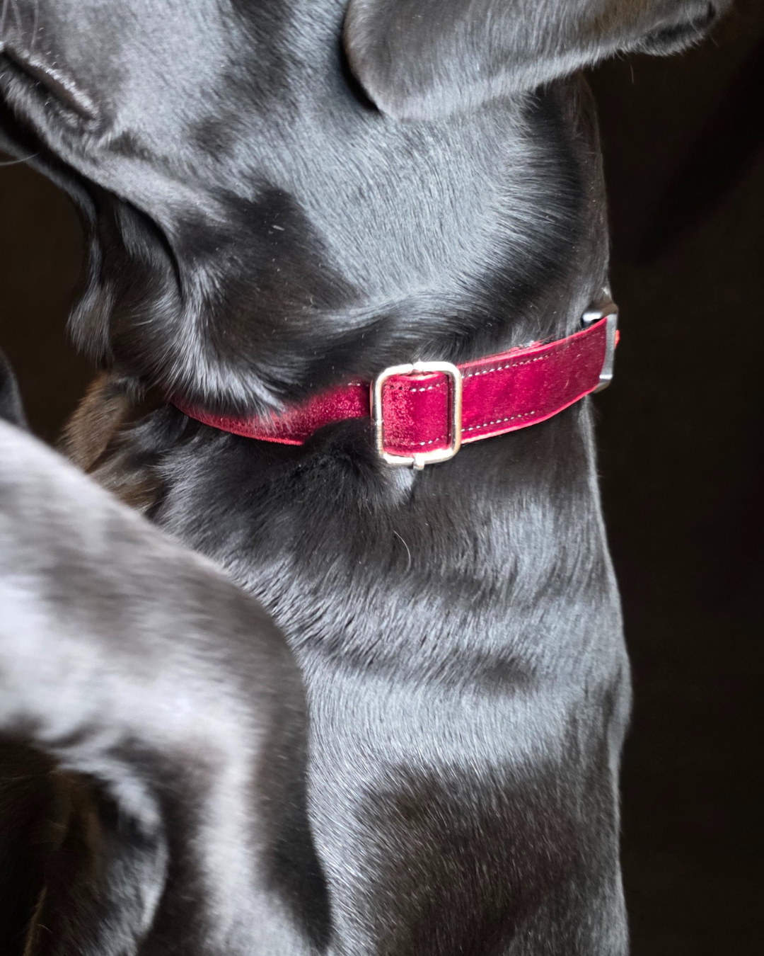 Reguliuojamas antkaklis, apsiūtas veliūru, raudonas