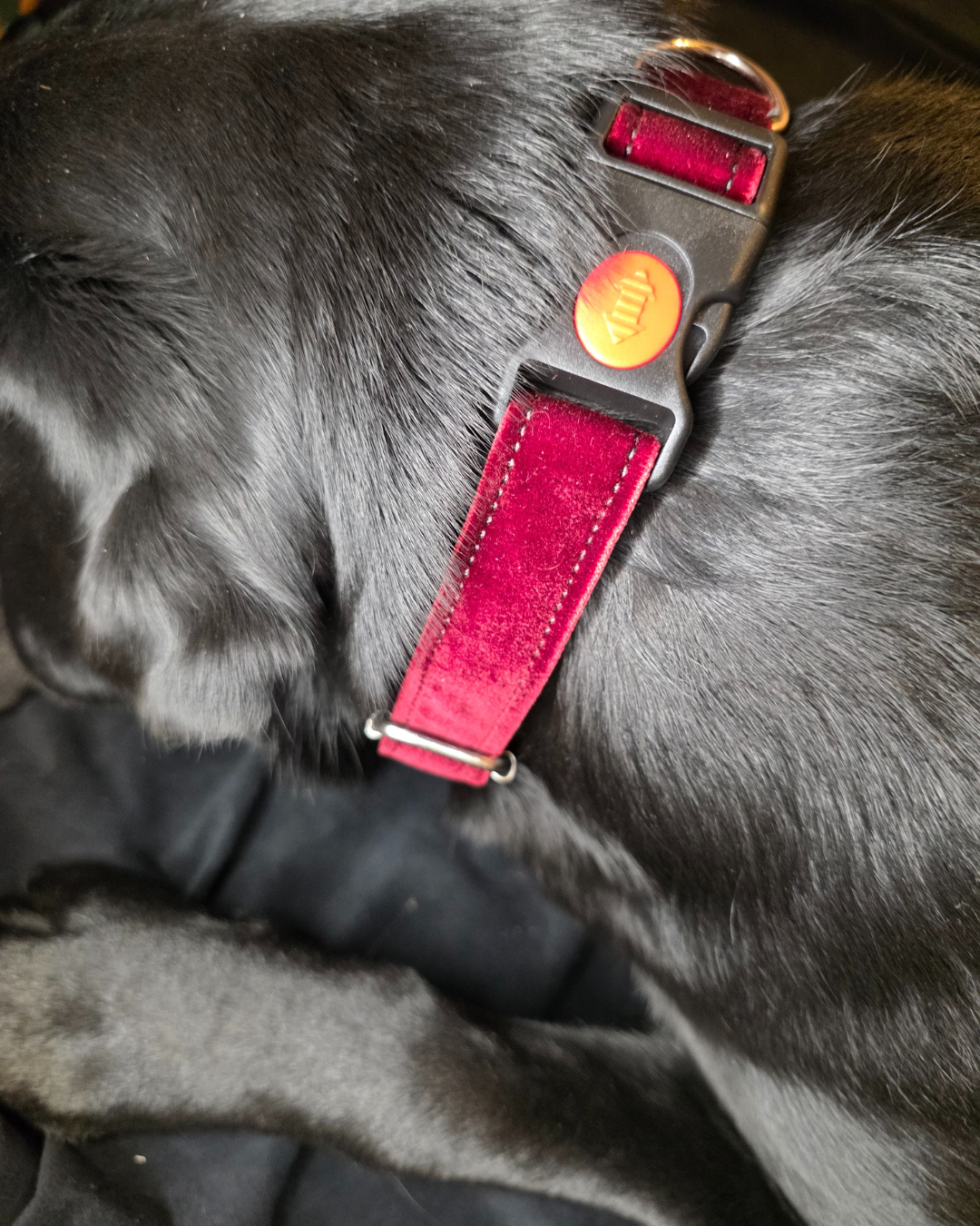 Reguliuojamas antkaklis, apsiūtas veliūru, raudonas