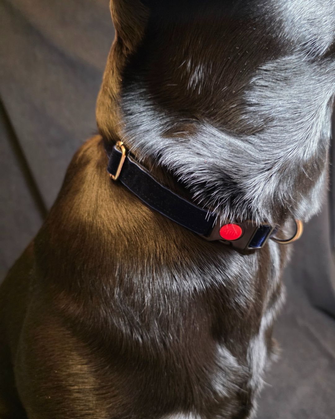 Reguliuojamas antkaklis, apsiūtas veliūru, mėlynas