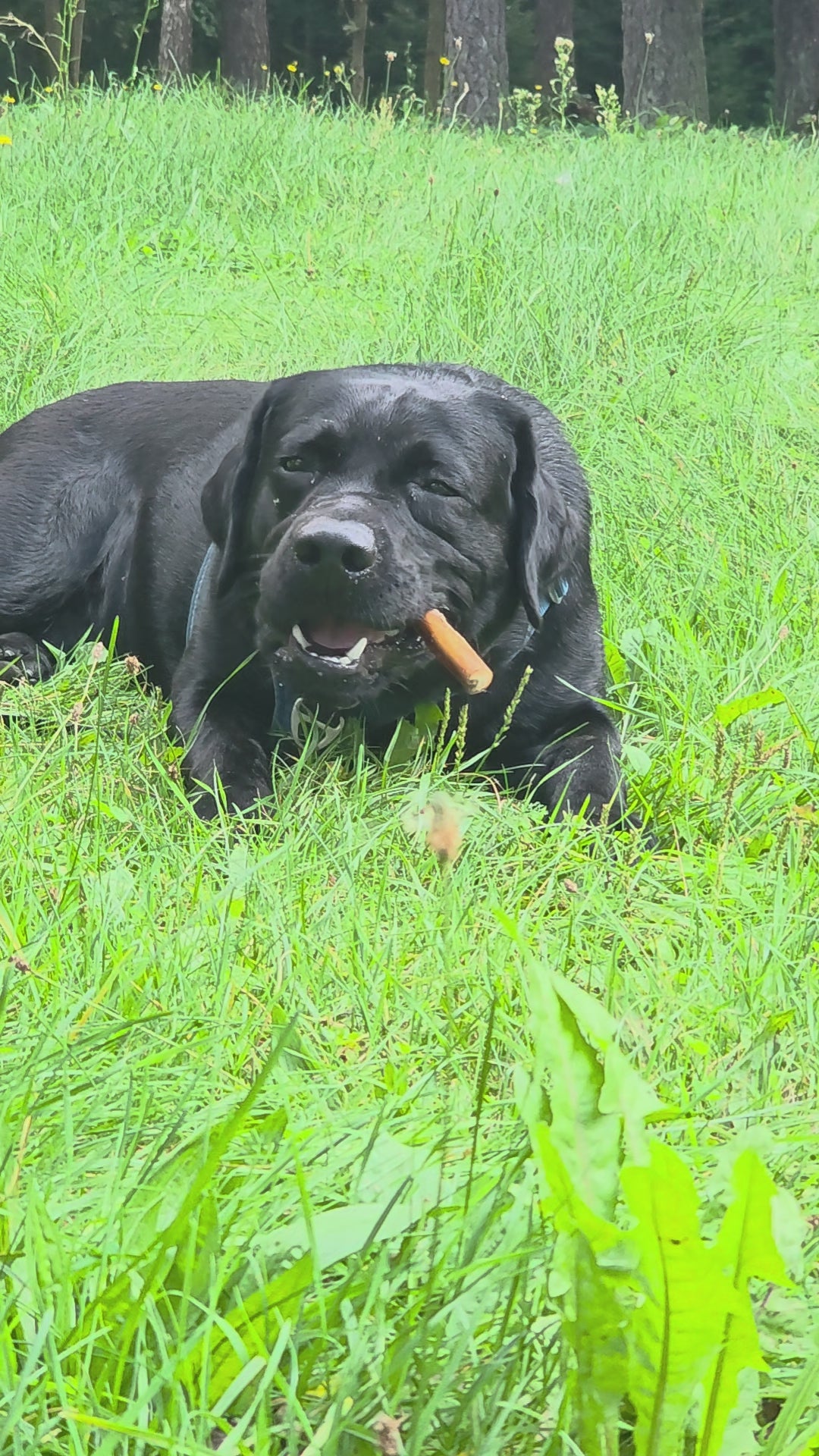 Džiovintas jaučio penis, 20 cm ilgio, 5 vnt